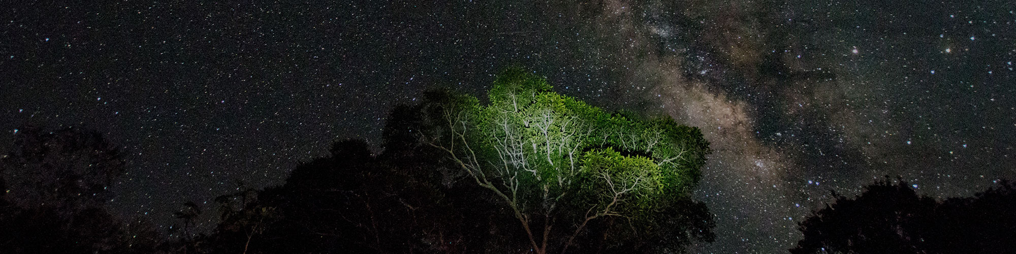 Amazon Rain Forest at Night